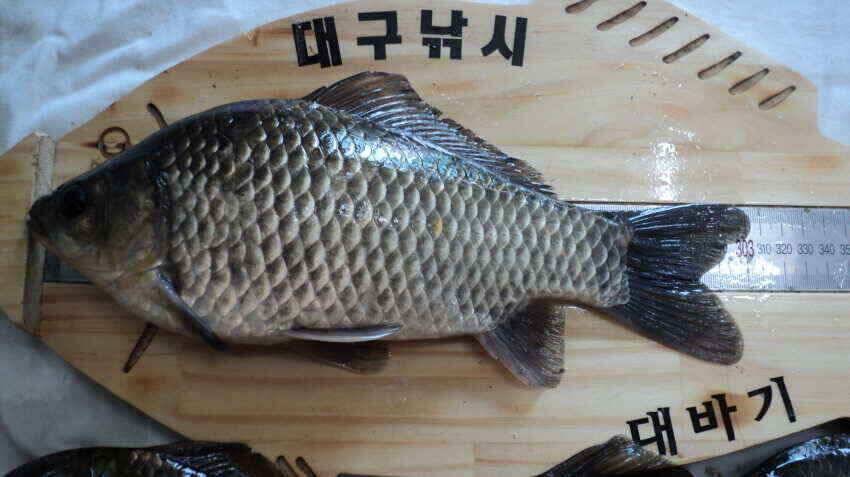 안녕하세요 의성ic 대구낚시 입니다 (조황조행기 - 낚시점조황)