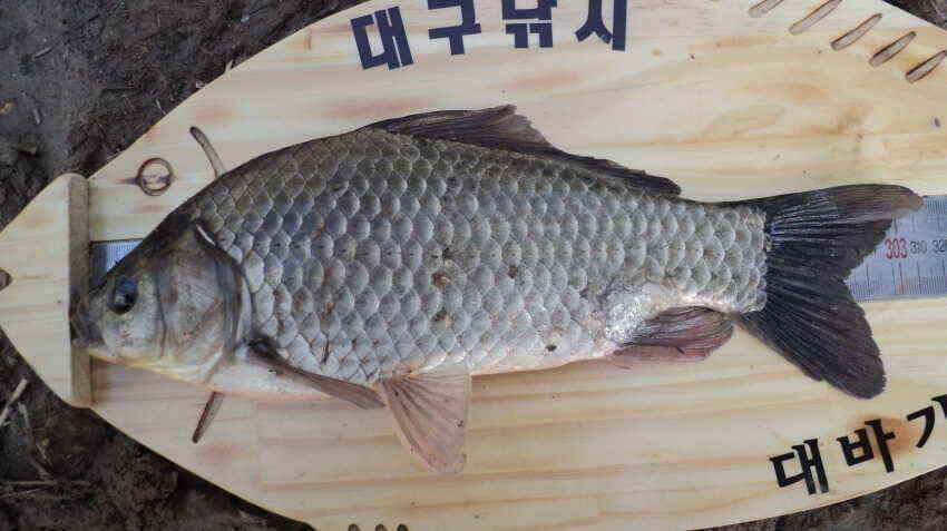 안녕하세요 의성ic 대구낚시 입니다 (조황조행기 - 낚시점조황)