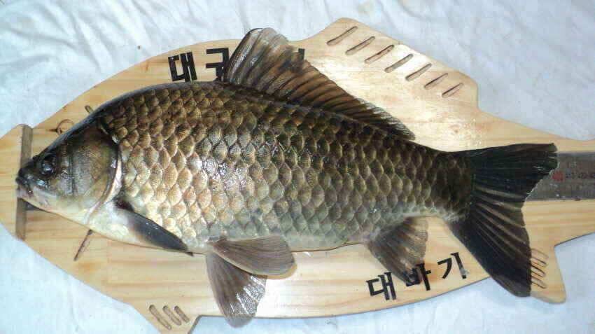안녕하세요 의성ic 대구낚시 입니다 (조황조행기 - 낚시점조황)
