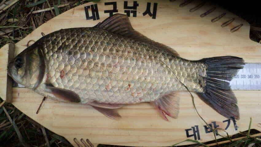 안녕하세요 의성ic 대구낚시 입니다 (조황조행기 - 낚시점조황)