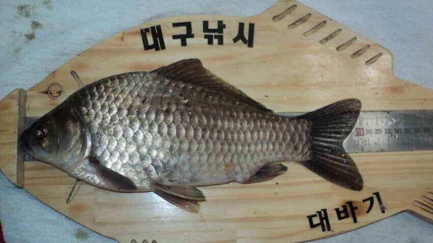 안녕하세요 의성ic 대구낚시 입니다 (조황조행기 - 낚시점조황)