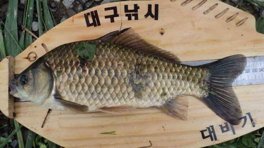 안녕하세요 의성ic 대구낚시 입니다 (조황조행기 - 낚시점조황)