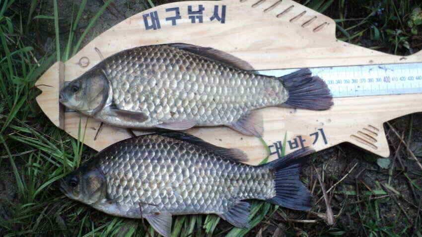 안녕하세요 의성ic대구낚시입니다 (조황조행기 - 낚시점조황)