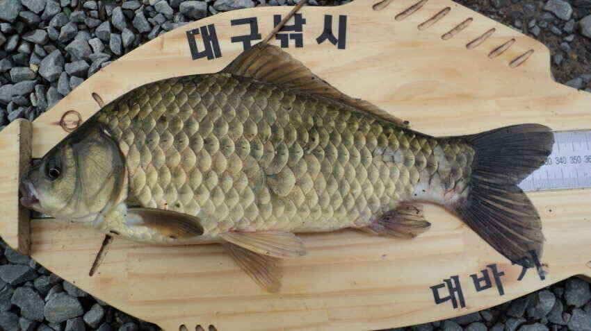 안녕하세요 의성ic 대구낚시 입니다 (조황조행기 - 낚시점조황)