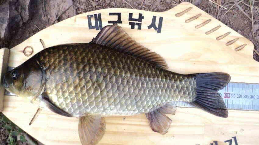 안녕하세요 의성ic대구낚시입니다 (조황조행기 - 낚시점조황)
