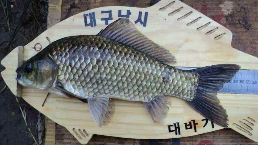 안녕하세요 의성ic대구낚시입니다 (조황조행기 - 낚시점조황)