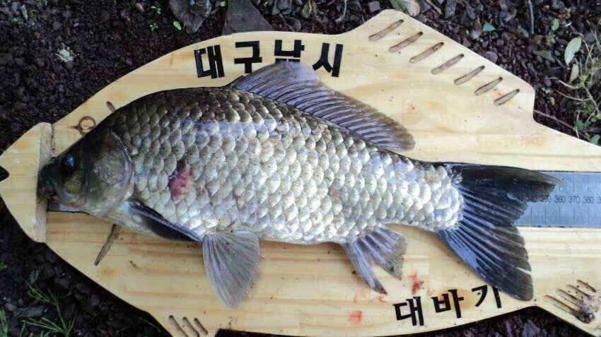 안녕하세요 의성ic대구낚시입니다 (조황조행기 - 낚시점조황)