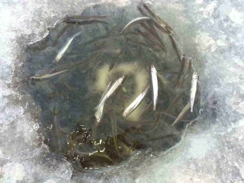 군위 어의지빙어구경하세요 (조황조행기 - 낚시점조황)
