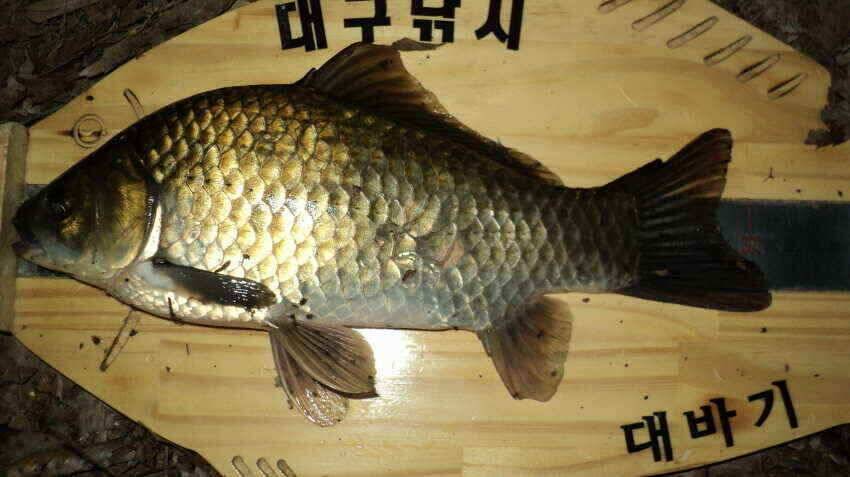 안녕하세요 의성ic대구낚시입니다 (조황조행기 - 낚시점조황)