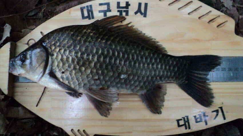 안녕하세요 의성ic대구낚시입니다 (조황조행기 - 낚시점조황)