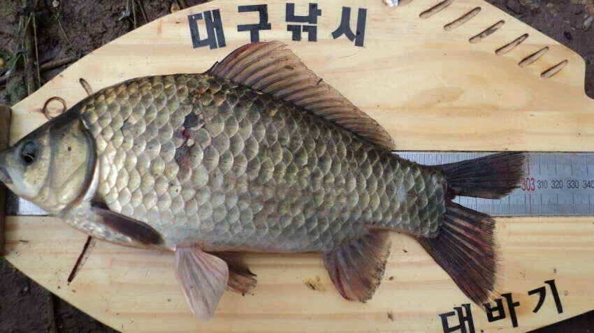 안녕하세요 의성ic대구낚시입니다 (조황조행기 - 낚시점조황)