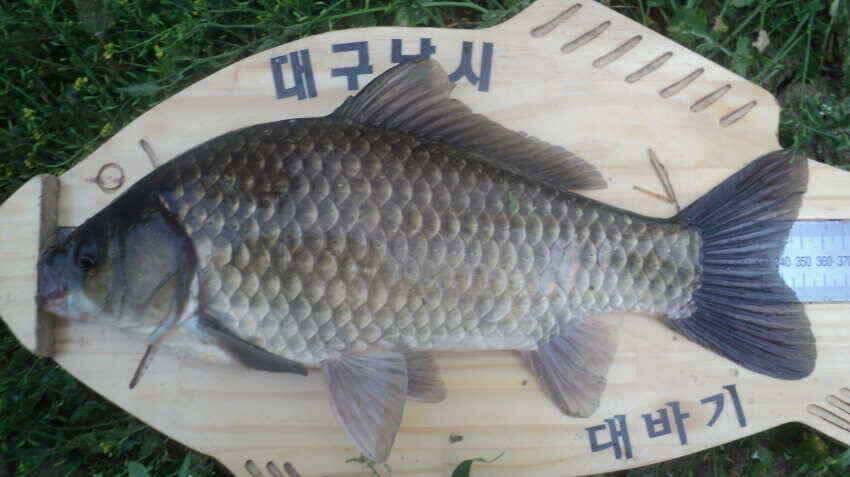 안녕하세요 의성ic대구낚시입니다 (조황조행기 - 낚시점조황)