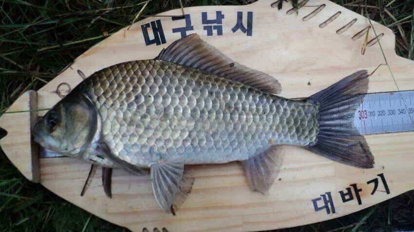 안녕하세요 의성ic대구낚시입니다 (조황조행기 - 낚시점조황)