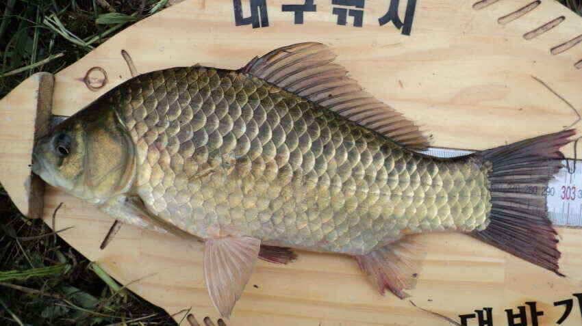 안녕하세요 의성ic대구낚시입니다 (조황조행기 - 낚시점조황)