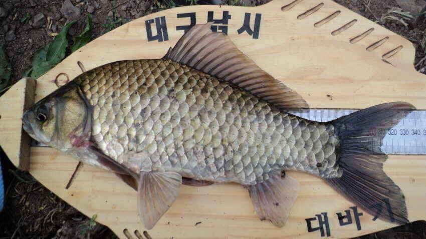 안녕하세요 의성ic대구낚시입니다 (조황조행기 - 낚시점조황)