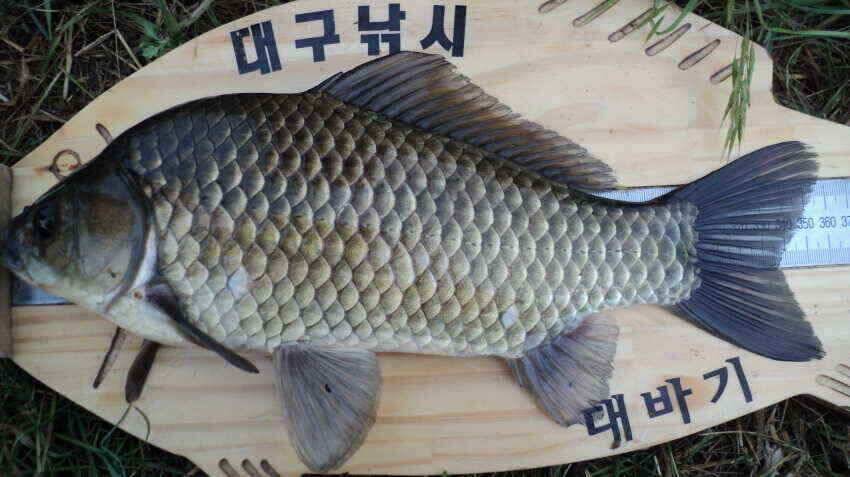 안녕하세요 의성ic대구낚시입니다 (조황조행기 - 낚시점조황)