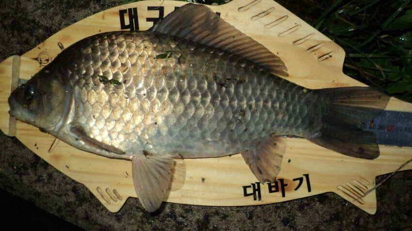 안녕하세요 의성ic 대구낚시 입니다 (조황조행기 - 낚시점조황)