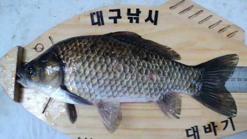 안녕하세요 의성ic대구낚시입니다 (조황조행기 - 낚시점조황)