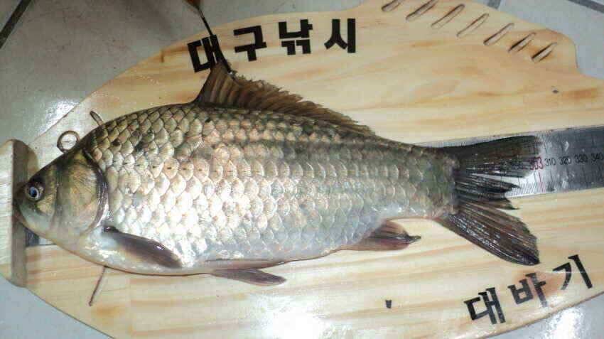 안녕하세요 의성ic 대구낚시 입니다 (조황조행기 - 낚시점조황)