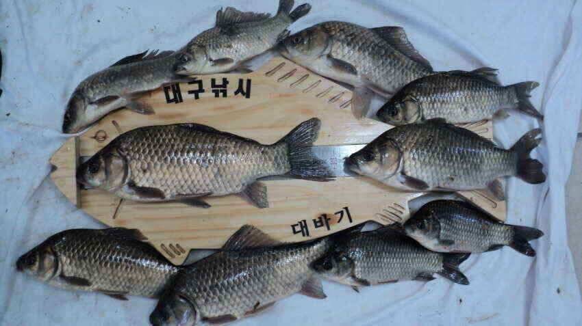 안녕하세요 의성ic 대구낚시 입니다 (조황조행기 - 낚시점조황)