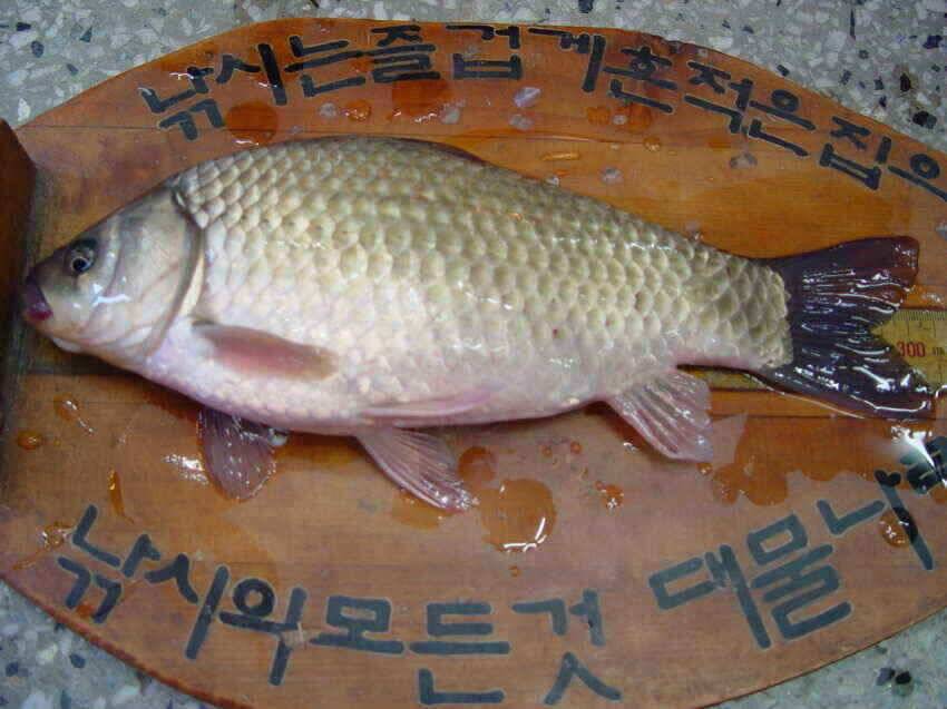 예쁜아담한월척을소개합니다요 (조황조행기 - 낚시점조황)