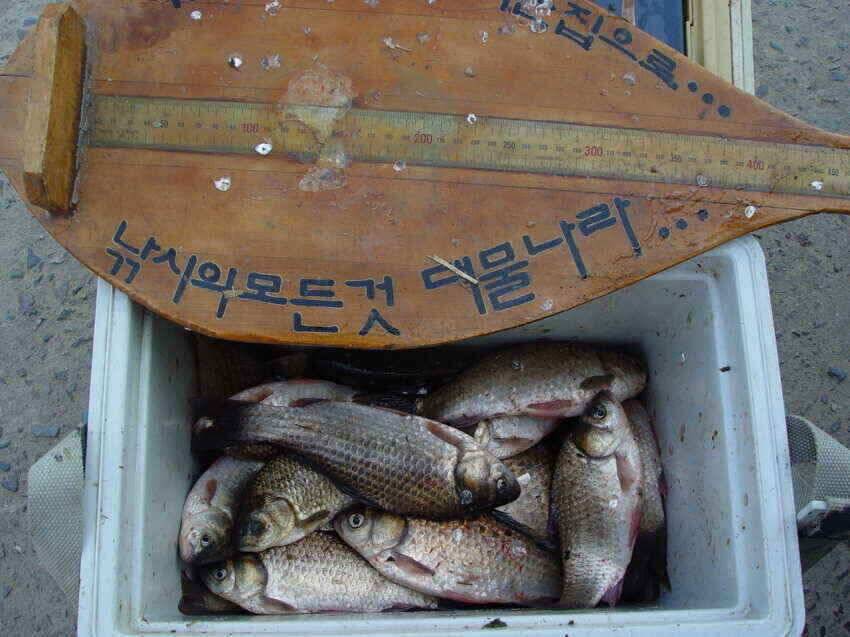 예쁜아담한월척을소개합니다요 (조황조행기 - 낚시점조황)