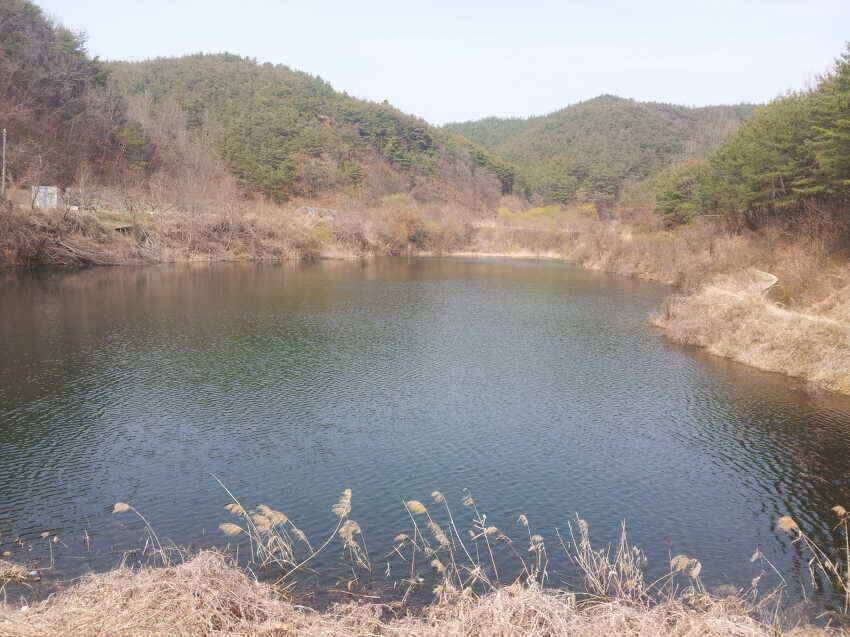 산호지 군위붕어꾼의길 을군위로가시면즐거운주말이예상됩니다 (조황조행기 - 낚시점조황)