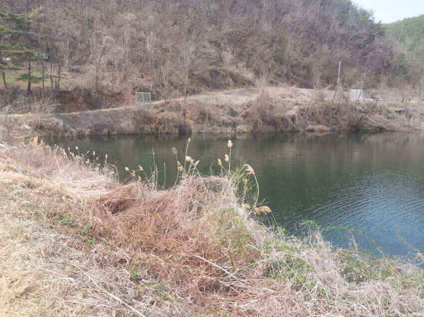 산호지 군위붕어꾼의길 을군위로가시면즐거운주말이예상됩니다 (조황조행기 - 낚시점조황)