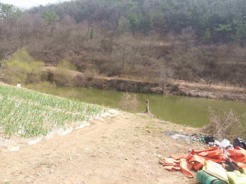 산호지 군위붕어꾼의길 을군위로가시면즐거운주말이예상됩니다 (조황조행기 - 낚시점조황)