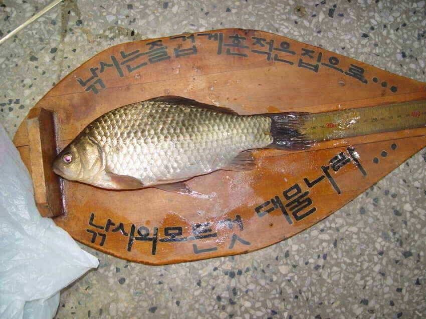 산호지 군위붕어꾼의길 을군위로가시면즐거운주말이예상됩니다 (조황조행기 - 낚시점조황)