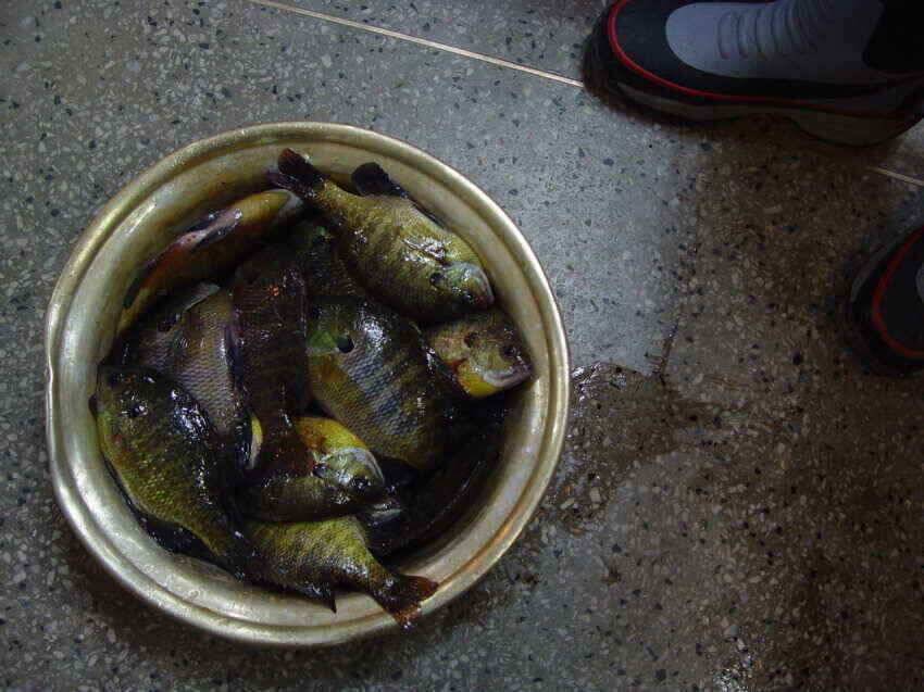 군위위천강얼음낚시블루길낚시의손맛을 (조황조행기 - 낚시점조황)