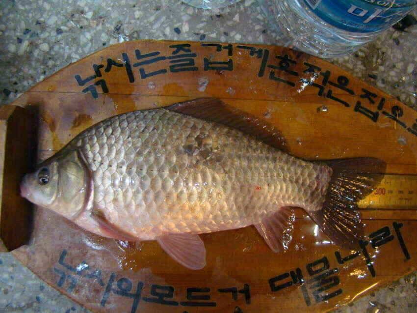 군위빙어낚시내의지어의지에서얼음붕어낚시 모든저수지에서 가능합니다…블루길 얼음낚시 손맛터도 기다립니다 (조황조행기 - 낚시점조황)