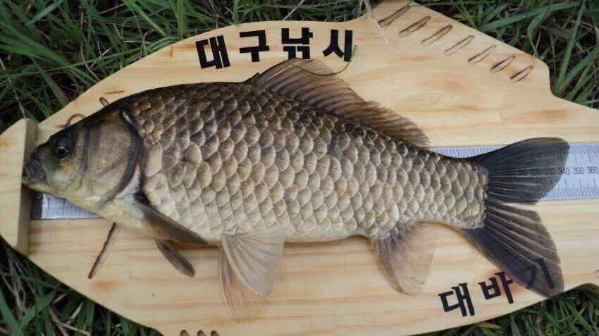 안녕하세요 의성ic 대구낚시 입니다 (조황조행기 - 낚시점조황)