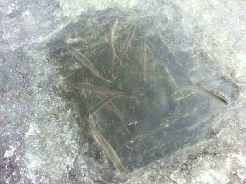 얼음붕어낚시가능한곳늘점점늘어남 (조황조행기 - 낚시점조황)