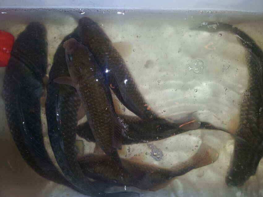 오름조우회얼음낚시의조과잔챙이에서준척급까지 ㅎㅎ (조황조행기 - 낚시점조황)