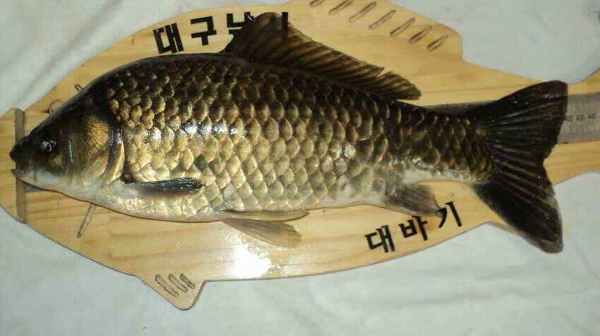 안녕하세요 의성ic 대구낚시 입니다 (조황조행기 - 낚시점조황)