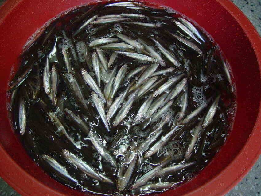 내의지밤낚시1박빙어300여수강추위한파일수록빙어매우잘나옴군위 빙어낚시는 마릿수 조황 좋아짐을 예상내의지어의지에서 (조황조행기 - 낚시점조황)
