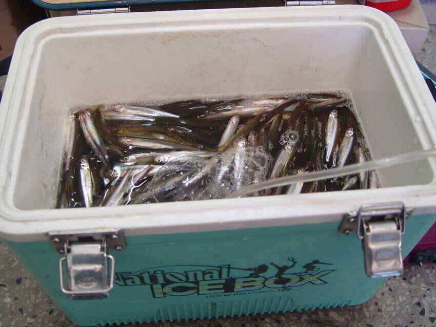 내의지밤낚시1박빙어300여수강추위한파일수록빙어매우잘나옴군위 빙어낚시는 마릿수 조황 좋아짐을 예상내의지어의지에서 (조황조행기 - 낚시점조황)