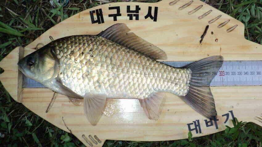 안녕하세요 의성ic 대구낚시 입니다 (조황조행기 - 낚시점조황)