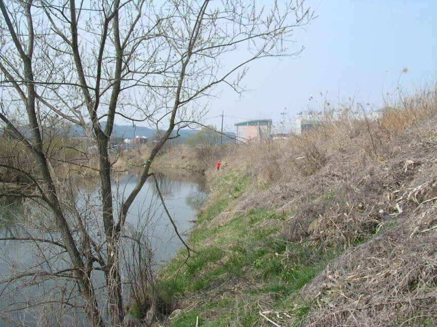 군위붕어를만나러꾼의길을군위로오시면즐거울실것입니다 (조황조행기 - 낚시점조황)