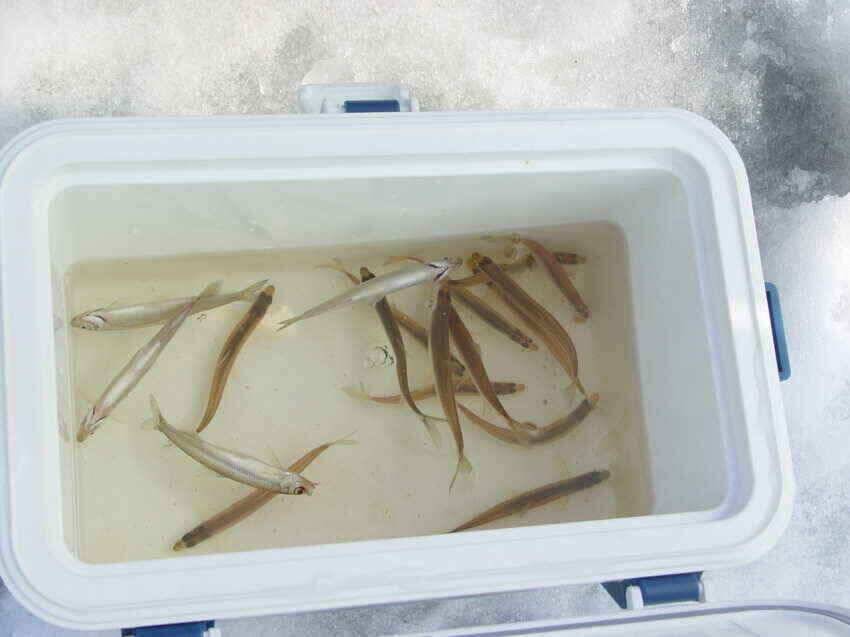 빙어낚시가 빙어축제 분위기를군위의내의지어의지로… (조황조행기 - 낚시점조황)