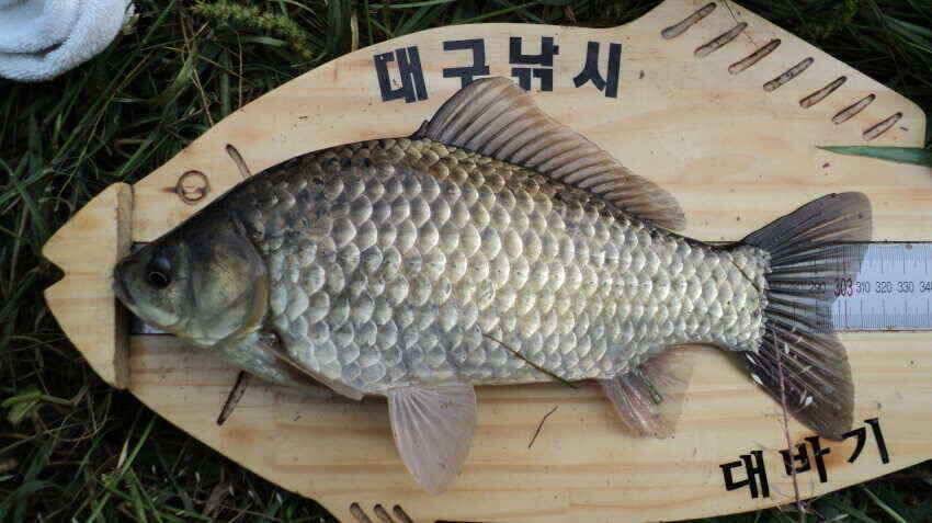 안녕하세요 의성ic 대구낚시 입니다 (조황조행기 - 낚시점조황)