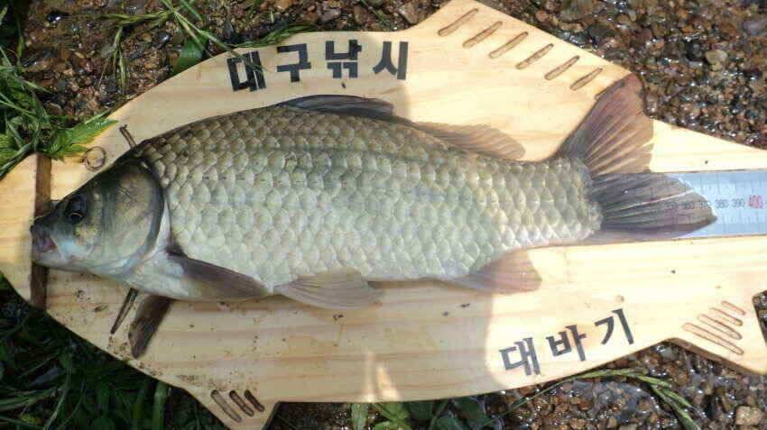 안녕하세요 의성IC대구낚시 입니다 (조황조행기 - 낚시점조황)