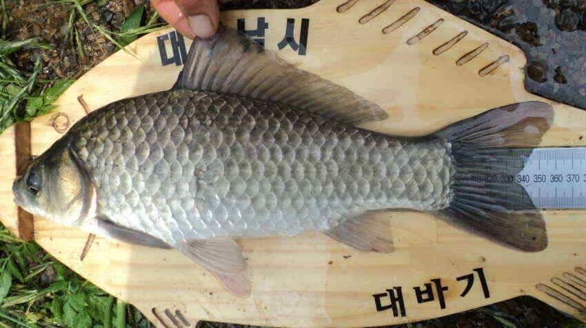 안녕하세요 의성IC대구낚시 입니다 (조황조행기 - 낚시점조황)