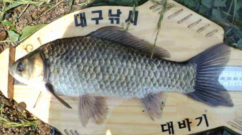 안녕하세요 의성IC대구낚시 입니다 (조황조행기 - 낚시점조황)