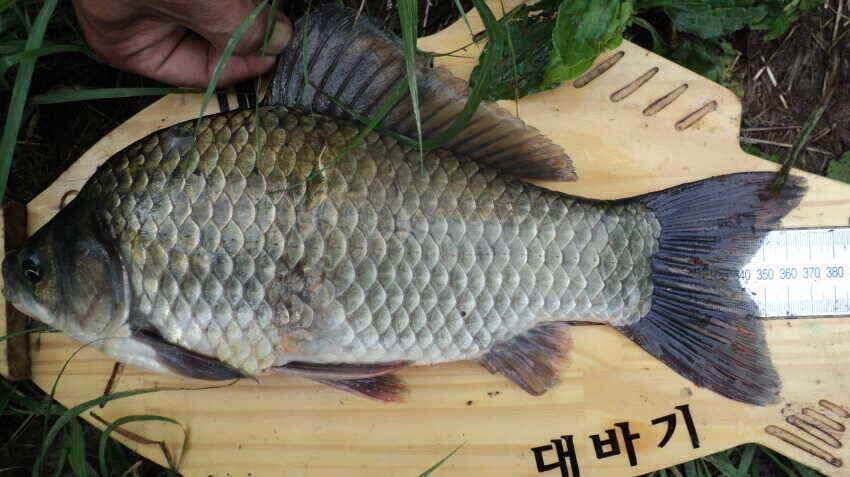 안녕하세요 의성IC대구낚시 입니다 (조황조행기 - 낚시점조황)
