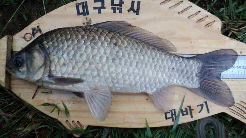 안녕하세요 의성IC대구낚시 입니다 (조황조행기 - 낚시점조황)