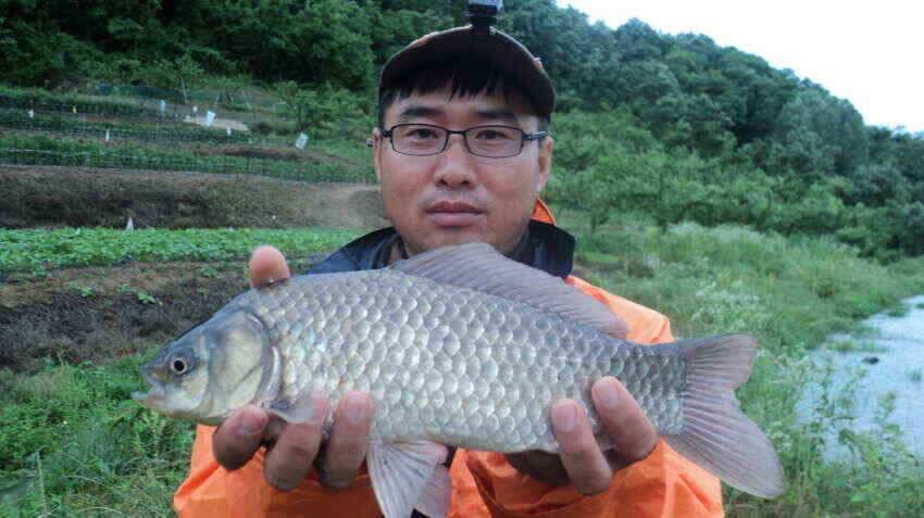 안녕하세요 의성IC대구낚시 입니다 (조황조행기 - 낚시점조황)