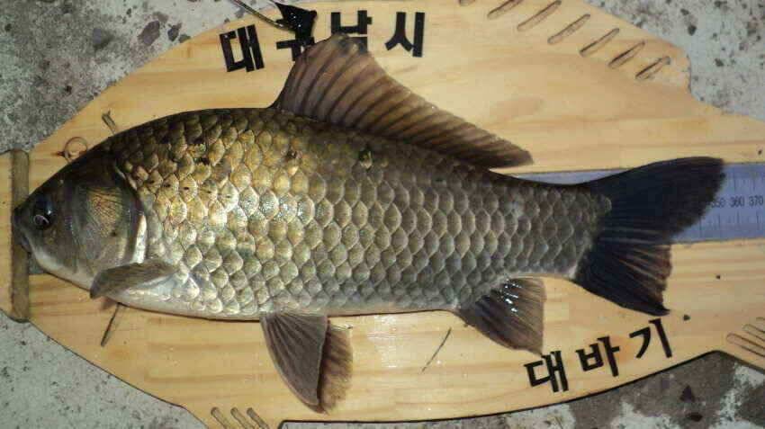 안녕하세요 의성IC대구낚시 입니다 (조황조행기 - 낚시점조황)