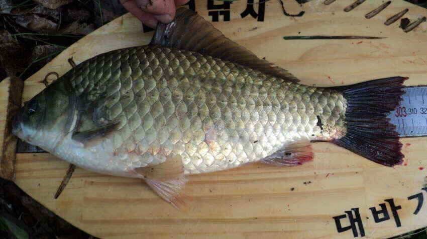 안녕하세요 의성IC대구낚시 입니다 (조황조행기 - 낚시점조황)